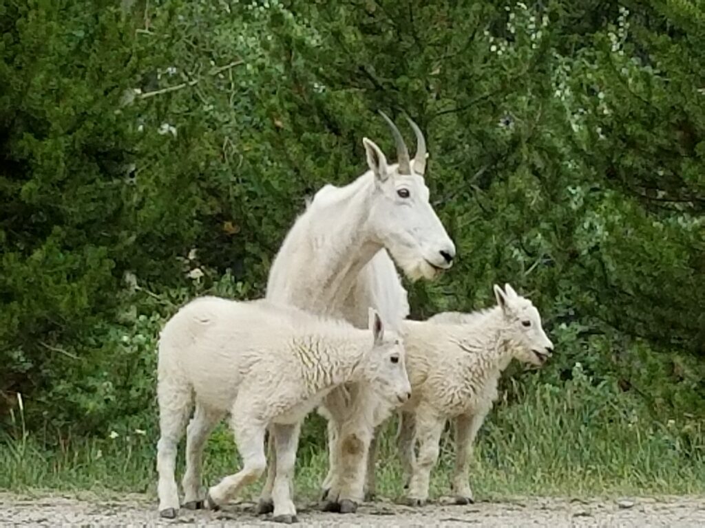 Wildlife in the Colorado High Country. Mountain Goat with 2 babies  

