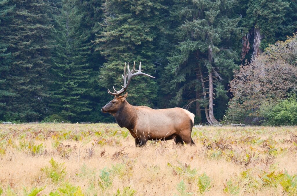 Wildlife in the Colorado High Country. Bull Elk in meadow 