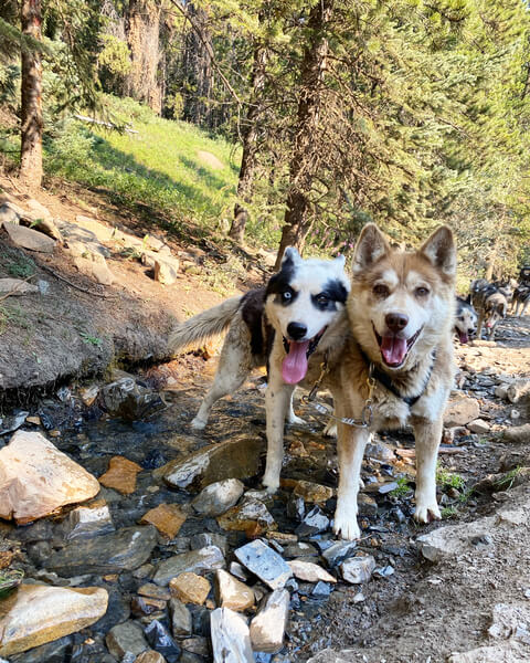 Dogs in Creek