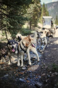 Summertime dog cart tours