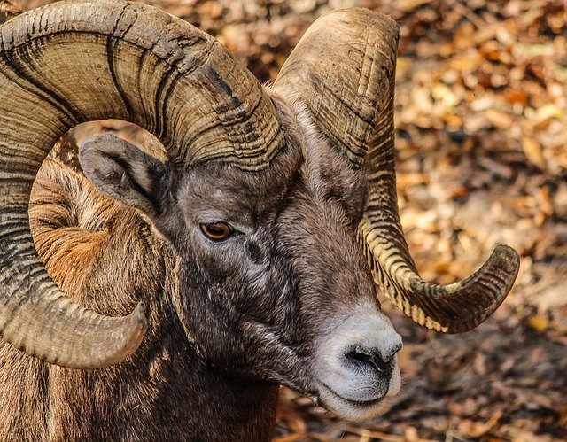 Wildlife in the Colorado High Country. Male Bighorn Sheep 