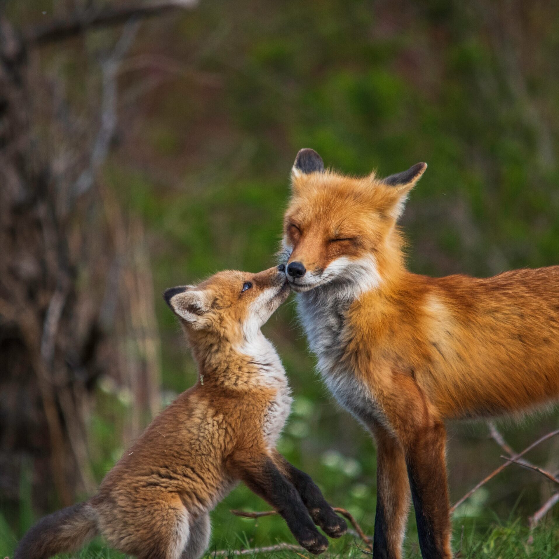 Baby Fox with mom