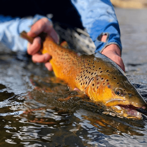 mountain-angler Mountain Angler