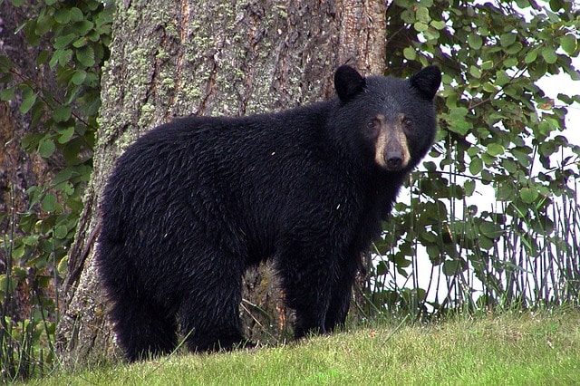 Wildlife in the Colorado High Country. Black Bear in forest. 