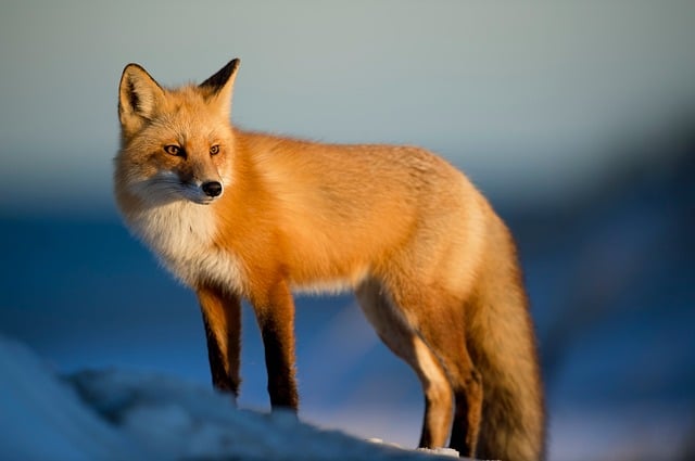 Wildlife in the Colorado High Country. Red fox standing in snow. 