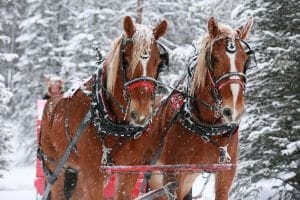 Horses pulling a sleigh