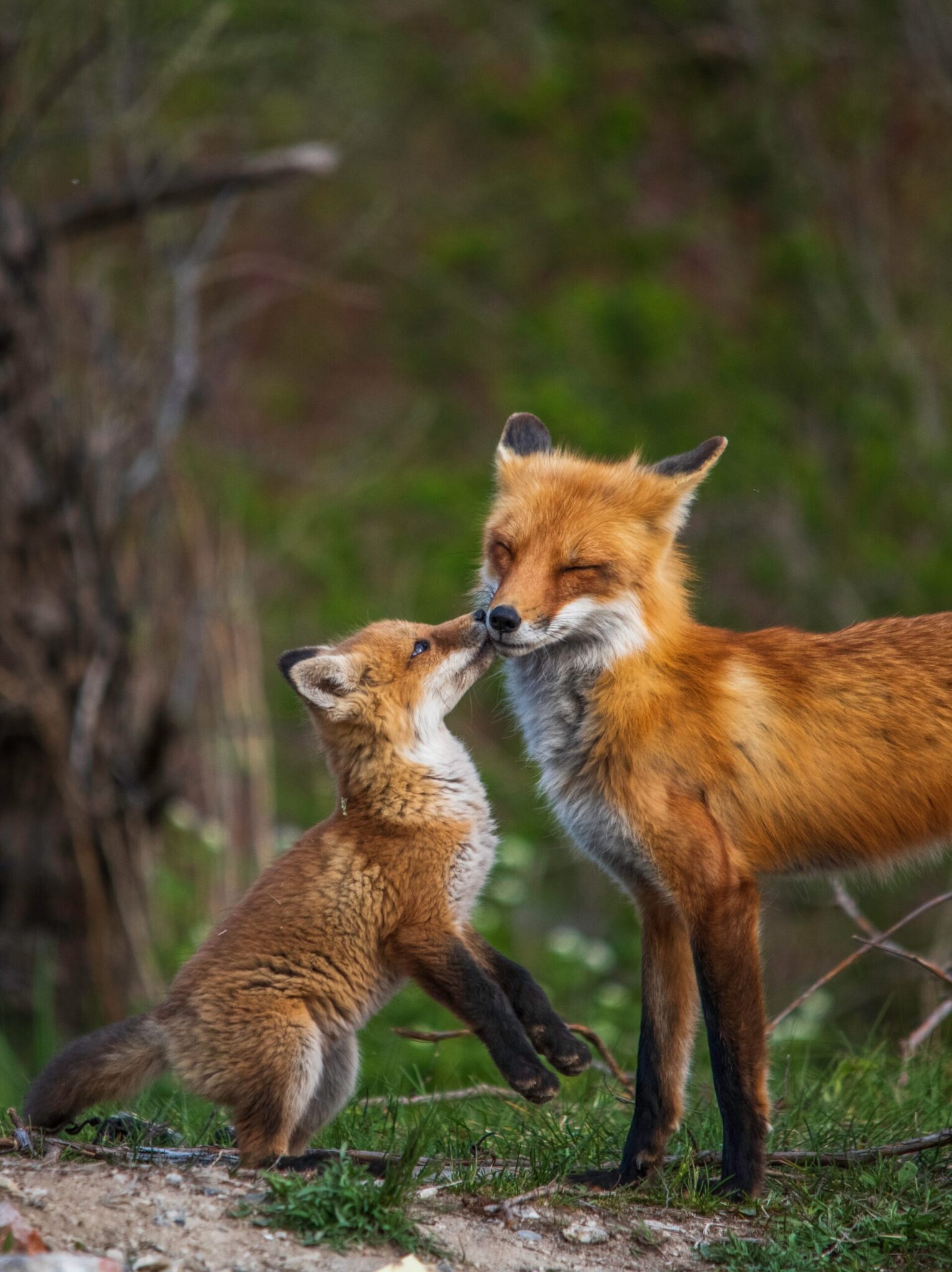 Baby Fox with mom