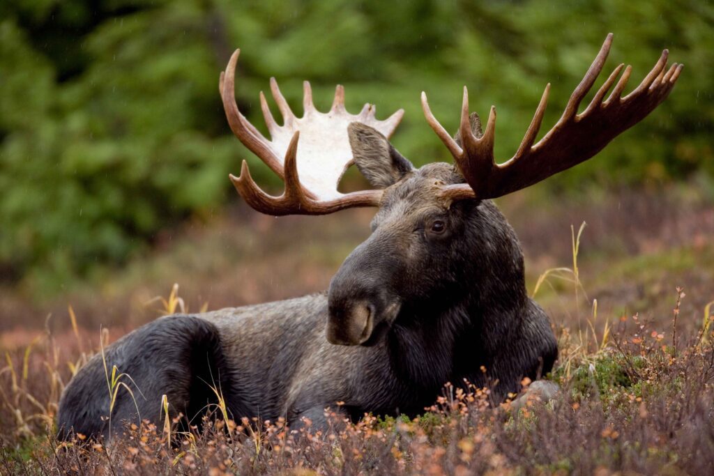 Wildlife in the Colorado High Country. Bull Moose in the fall 