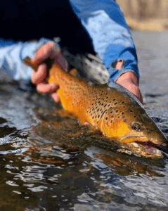 Person holding trout in the river