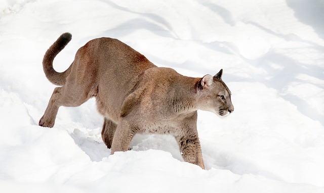 Wildlife in the Colorado High Country. Mountain Lion in snow.  