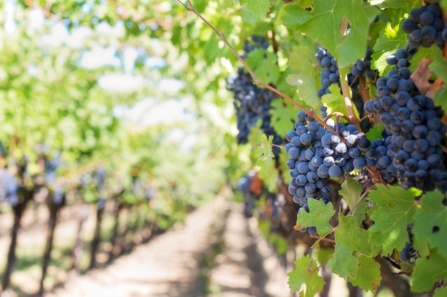 Vines at Vail Winery